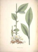 Amomum compactum - Dessin botanique