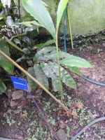 Amomum maximum - Vue de la plante en jardin botanique