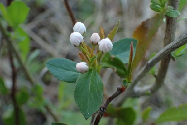 Aronia arbutifolia - Bourgeons