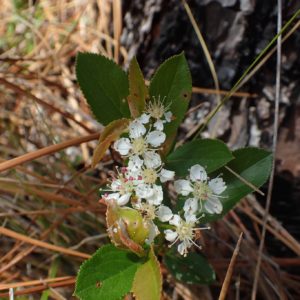 Aronia arbutifolia - Dans son milieu naturel