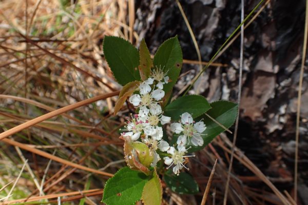 Aronia arbutifolia - Dans son milieu naturel