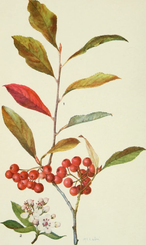 Aronia arbutifolia - Dessin botanique
