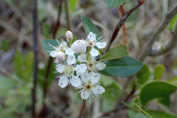 Aronia arbutifolia - Détails des fleurs