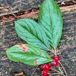 Aronia arbutifolia - Feuilles et fruits