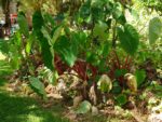 Colocasia esculenta - Au jardin