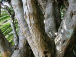 Dracaena draco subsp. draco - Détail du tronc