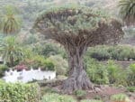 Dracaena draco subsp. draco - Vue de l'arbre