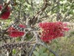 Melaleuca elliptica - Détail des fleurs