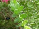 Melaleuca elliptica - Détail du feuillage