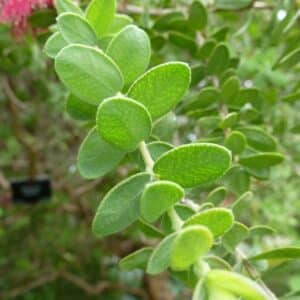 Melaleuca elliptica - Détail du feuillage