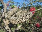 Melaleuca elliptica - Fructification