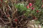 Melaleuca elliptica - Vue de l'arbuste