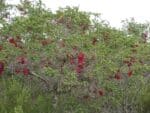 Melaleuca elliptica - Vue de l'arbuste