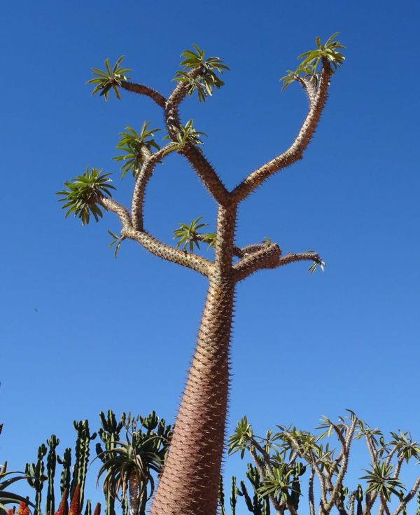 Pachypodium lamerei - Vue du palmier de Madagascar