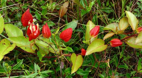 Passiflora coccinea - Bourgeons et feuilles
