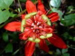 Passiflora coccinea - Détail du pistil