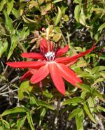Passiflora coccinea - Fleur de la passion rouge écarlate