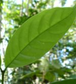 Tabernaemontana pauciflora - Détail d'une feuille