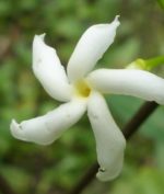 Tabernaemontana pauciflora - Détail d'une fleur