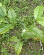 Tabernaemontana pauciflora - Vue de la plante