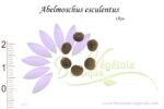 Graines d'Abelmoschus esculentus, Abelmoschus esculentus seeds