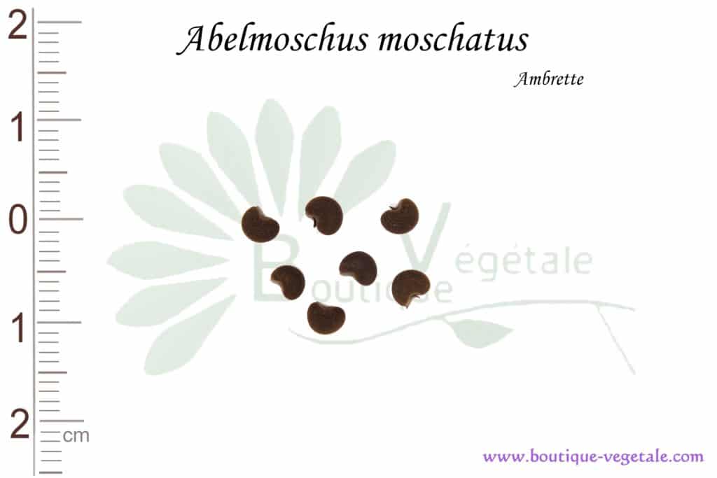 Graines d'Abelmoschus moschatus, Abelmoschus moschatus seeds