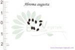 Graines d'Abroma augusta, Abroma augusta seeds