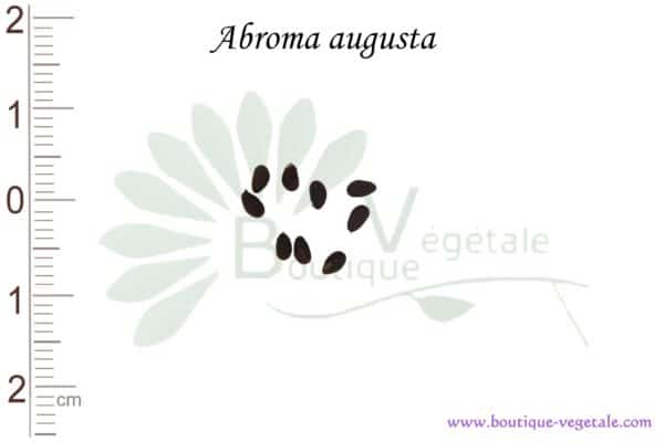 Graines d'Abroma augusta, Abroma augusta seeds