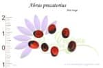 Graines d'Abrus precatorius, Abrus precatorius seeds