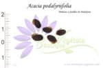 Graines d'Acacia podalyriifolia, Acacia podalyriifolia seeds