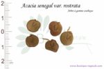 Graines d'Acacia senegal var. rostrata, Acacia senegal var. rostrata seeds
