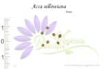 Graines d'Acca sellowiana, Acca sellowiana seeds
