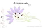 Graines d'Actinidia arguta, Actinidia arguta seeds