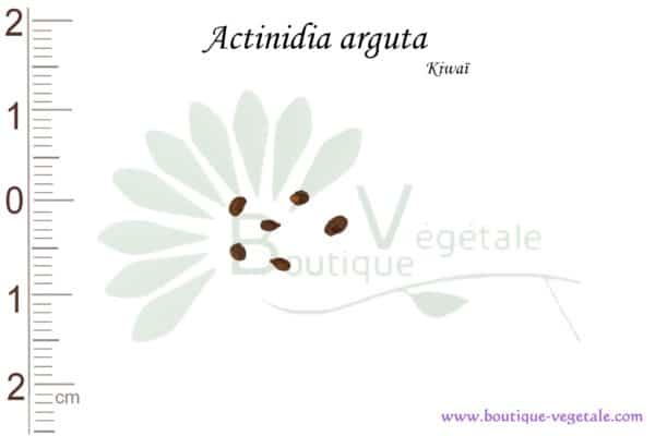 Graines d'Actinidia arguta, Actinidia arguta seeds