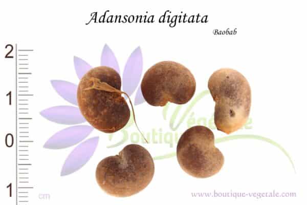 Graines d'Adansonia digitata, Adansonia digitata seeds