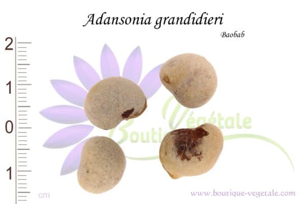 Graines d'Adansonia grandidieri, Adansonia grandidieri seeds