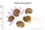 Graines d'Adansonia gregorii, Adansonia gregorii seeds