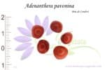 Graines d'Adenanthera pavonina, Adenanthera pavonina seeds