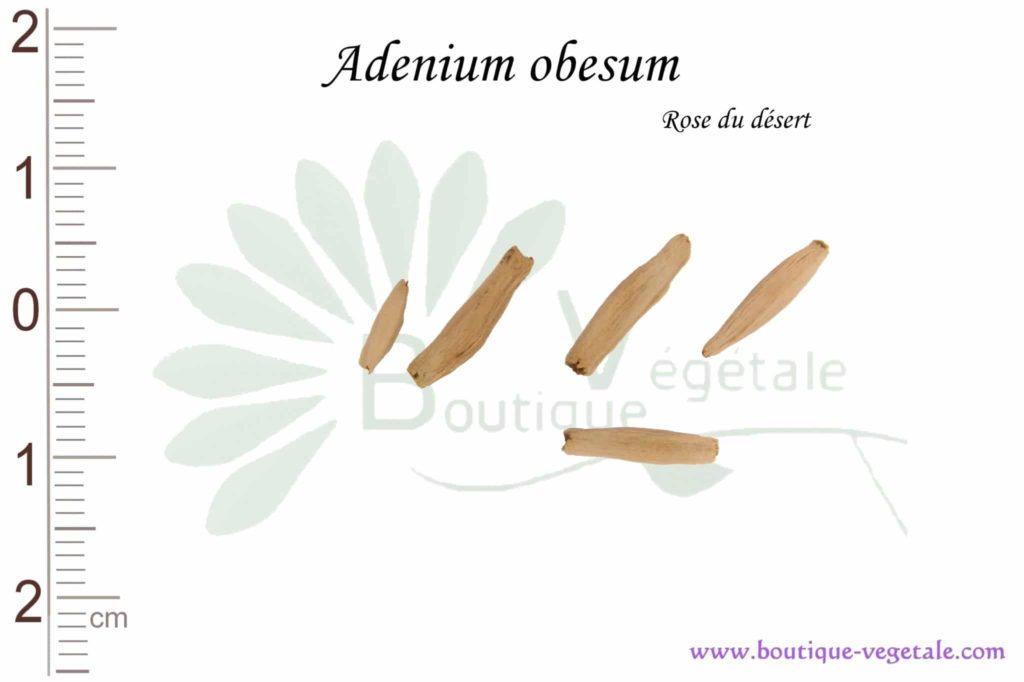 Graines Rose du désert - Adenium Obesum (x10 graines)
