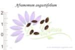 Graines d'Aframomum angustifolium, Aframomum angustifolium seeds