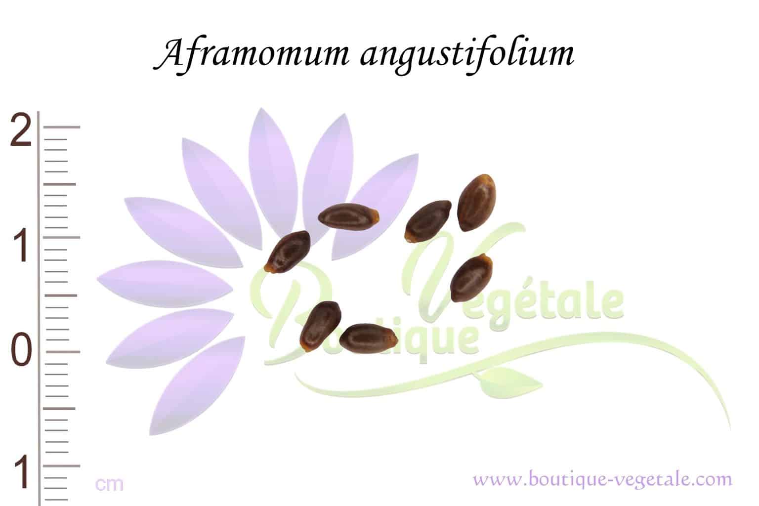 Graines d'Aframomum angustifolium, Aframomum angustifolium seeds