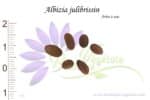 Graines d'Albizia julibrissin, Albizia julibrissin seeds