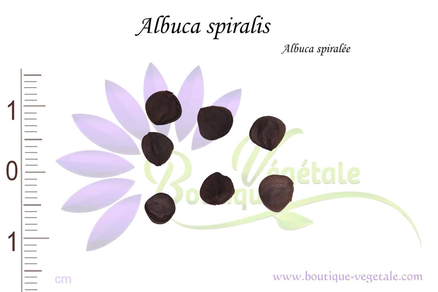 Graines d'Albuca spiralis, Albuca spiralis seeds
