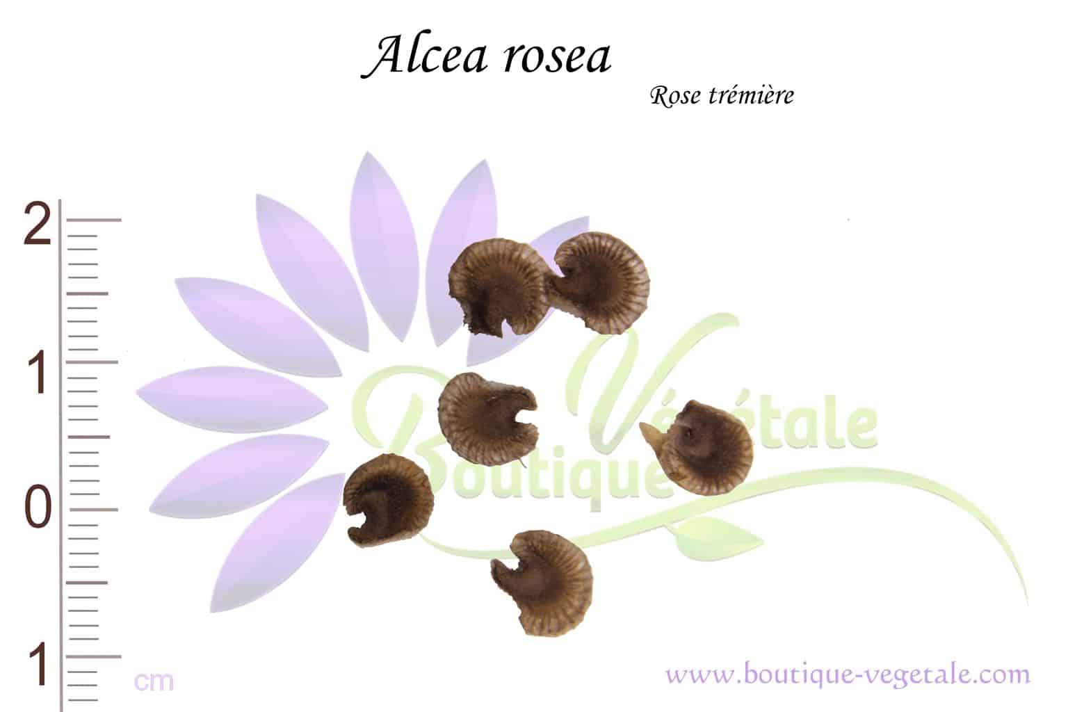 Graines d'Alcea rosea, Alcea rosea seeds