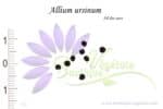 Graines d'Allium ursinum, Allium ursinum seeds
