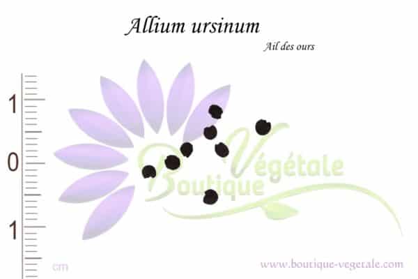 Graines d'Allium ursinum, Allium ursinum seeds
