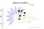 Graines d'Alpinia arctiflora, Alpinia arctiflora seeds