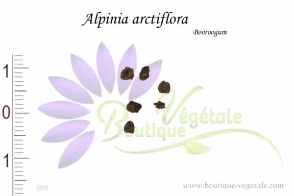 Graines d'Alpinia arctiflora, Alpinia arctiflora seeds