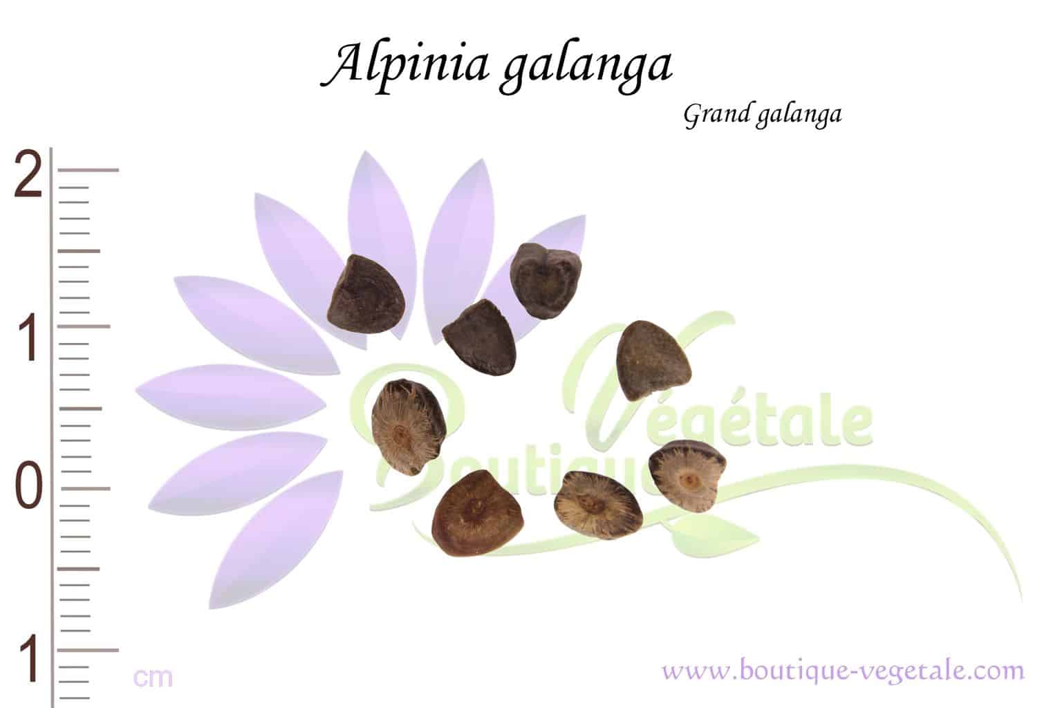 Graines d'Alpinia galanga, Alpinia galanga seeds