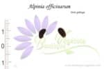 Graines d'Alpinia officinarum, Alpinia officinarum seeds